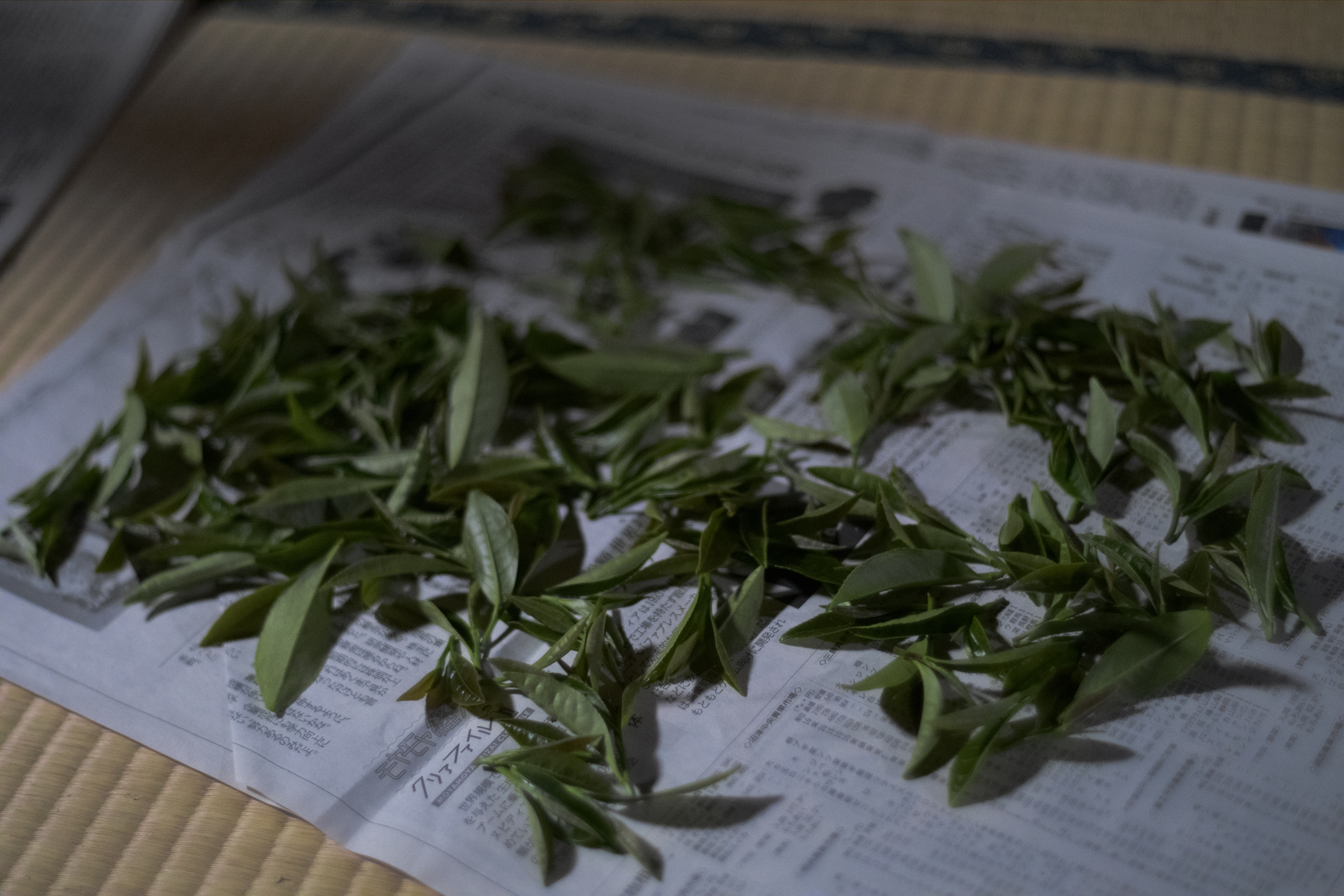 Fresh tea leaves drying on newspaper